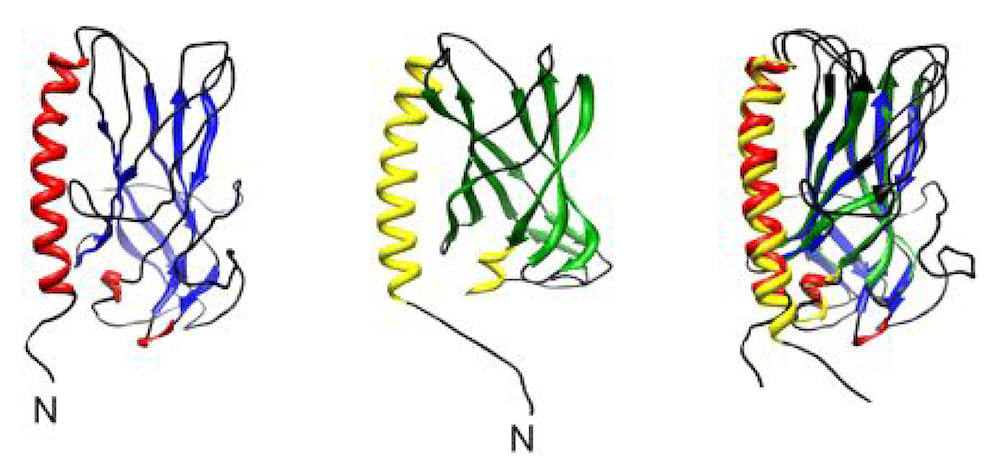 1000x472-03Sep2019-NDR1-Protein-Structures.png